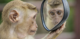 What does it mean to say an animal has consciousness? What about AI?